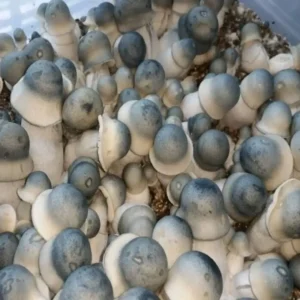 APE - Albino Penis Envy APE - Albino Penis Envy Psilocybe Cubensis Spore Syringe UK | Double-Density Spores
