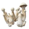 Albino A+ Spore Syringe – Premium Psilocybe Cubensis Spores for Microscopy