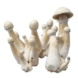 Albino A+ Albino A+ Spore Syringe – Premium Psilocybe Cubensis Spores for Microscopy
