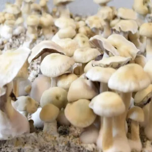 Albino Treasure Coast Psilocybe Cubensis Spore Syringe UK | Double-Density Spores