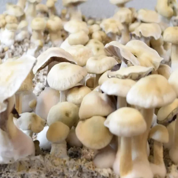 Albino Treasure Coast Psilocybe Cubensis Spore Syringe UK | Double-Density Spores