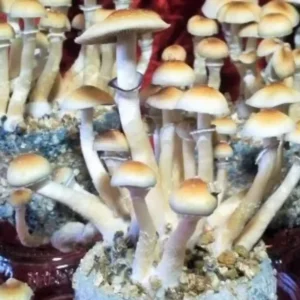 Aztec God Aztec God Spore Syringe – Premium Psilocybe Cubensis Spores for Microscopy