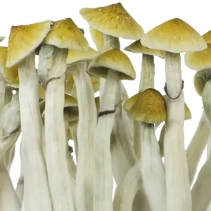 B+ B+ Spore Syringe – Premium Psilocybe Cubensis Spores for Microscopy