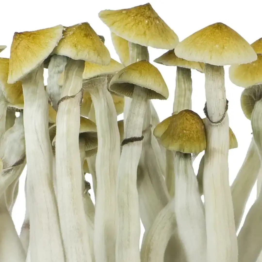 B+ Psilocybe cubensis Spore Syringe UK