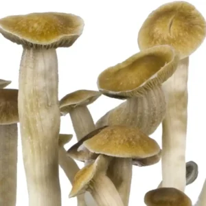 Ban Hua Thai Ban Hua Thai Psilocybe Cubensis Spore Syringe UK | Thai-Origin Double-Density Spores