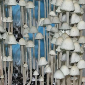 Blue meanies Blue Meanies Spore Syringe – Premium Psilocybe Cubensis Spores for Microscopy