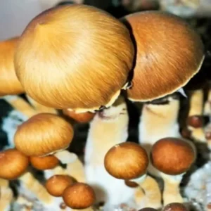 Brazil (Corumba) Psilocybe Cubensis Spore Syringe UK | Double-Density Spores
