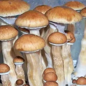 Ecuador  Psilocybe Cubensis Spore Syringe UK | Double-Density Spores