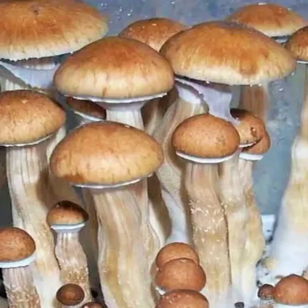 Ecuador Ecuador Psilocybe Cubensis Spore Syringe UK | Double-Density Spores