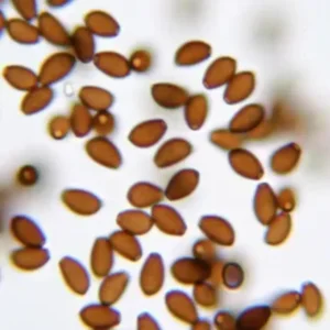 Entheogen Explosion Psilocybe Cubensis Spore Syringe UK | Double-Density Spores