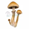 GT-MIND-FUCK.webp Golden Mind Fuk Spore Syringe UK – Golden Teacher × JMF Psilocybe cubensis Hybrid for Microscopy