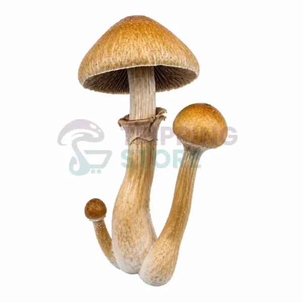 GT-MIND-FUCK.webp Golden Mind Fuk Spore Syringe UK – Golden Teacher × JMF Psilocybe cubensis Hybrid for Microscopy