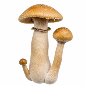 Golden Billy (Golden Teacher × Hillbilly) Mushroom Spore Syringe for Microscopy Research and Mycology Study
