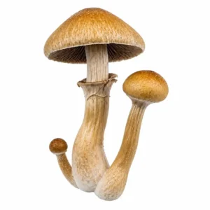 Golden Mind Fuk Spore Syringe UK – Golden Teacher × JMF Psilocybe cubensis Hybrid for Microscopy
