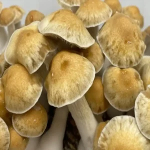 Hill Billy Psilocybe Cubensis Spore Syringe UK | Double-Density Spores