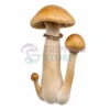 Holden-billy.webp Golden Billy (Golden Teacher × Hillbilly) Mushroom Spore Syringe for Microscopy Research and Mycology Study