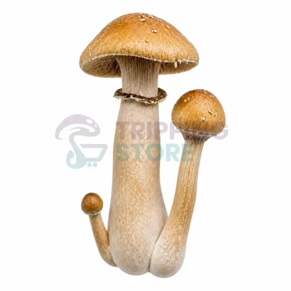 Holden-billy.webp Golden Billy (Golden Teacher × Hillbilly) Mushroom Spore Syringe for Microscopy Research and Mycology Study