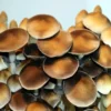 Koh Samui Super Strain (KSSS) Psilocybe Cubensis Spore Syringe UK | Double-Density Spores