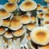 Malabar Coast Malabar Coast Psilocybe Cubensis Spore Syringe UK | Double-Density Spores