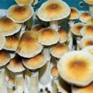 Malabar Coast Malabar Coast Psilocybe Cubensis Spore Syringe UK | Double-Density Spores