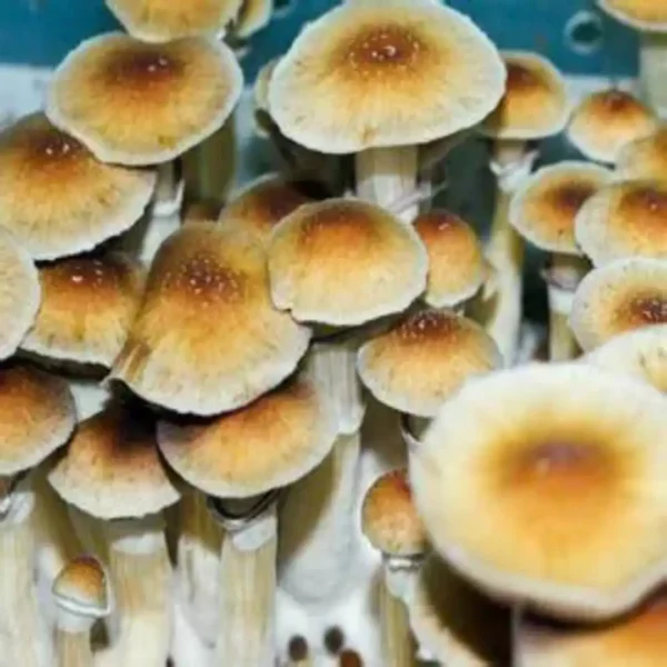 Malabar Coast Malabar Coast Psilocybe Cubensis Spore Syringe UK | Double-Density Spores