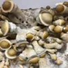 Melmac Psilocybe Cubensis Spore Syringe UK | Double-Density Spores
