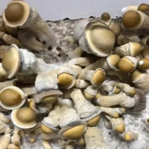 Melmac Psilocybe Cubensis Spore Syringe UK | Double-Density Spores