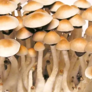 Mexican Psilocybe Cubensis Spore Syringe UK | Double-Density Spores