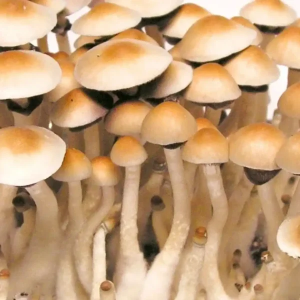 Mexican Mexican Psilocybe Cubensis Spore Syringe UK | Double-Density Spores
