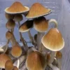 Mexican Dutch King Mexican Dutch King Psilocybe Cubensis Spore Syringe UK | Double-Density Spores