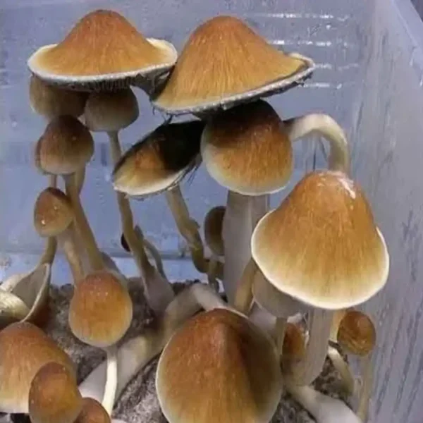 Mexican Dutch King Mexican Dutch King Psilocybe Cubensis Spore Syringe UK | Double-Density Spores