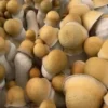 Penis Envy Hawk Psilocybe Cubensis Spore Syringe UK | Double-Density Spores
