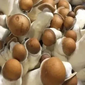 Penis Envy Spore Syringe – Premium Psilocybe Cubensis Spores For Microscopy