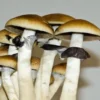 Treasure Coast Treasure Coast Spore Syringe – Premium Psilocybe Cubensis Spores for Microscopy