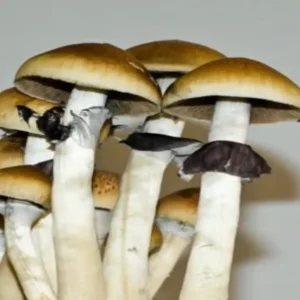 Treasure Coast Treasure Coast Spore Syringe – Premium Psilocybe Cubensis Spores for Microscopy