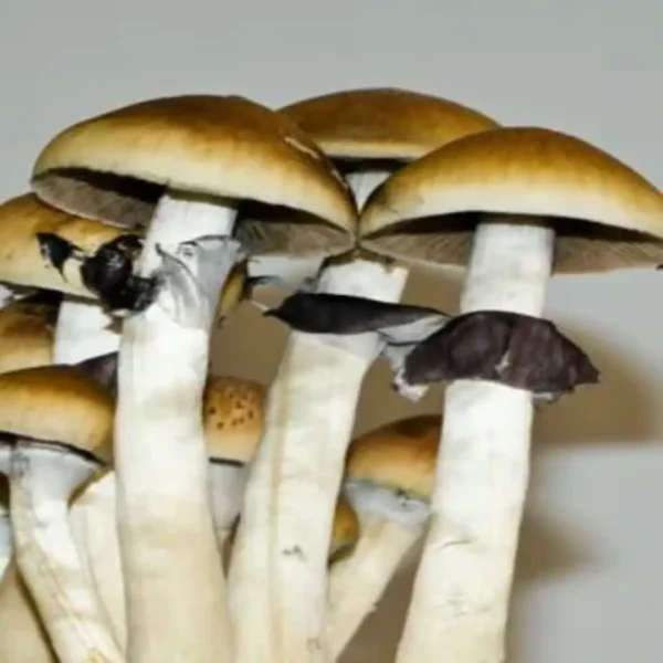 Treasure Coast Treasure Coast Spore Syringe – Premium Psilocybe Cubensis Spores for Microscopy