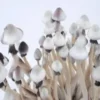 White PES Amazonian Psilocybe Cubensis Spore Syringe UK | Double-Density Spores