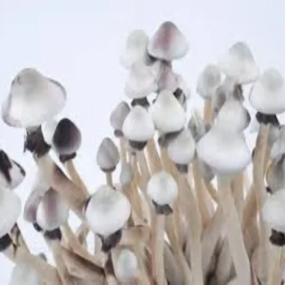 White Pes Amazonian Psilocybe cubensis Spore Syringe UK