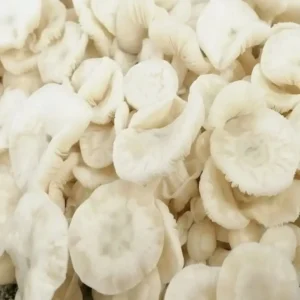 White Teacher White Teacher Psilocybe Cubensis Spore Syringe UK | Double-Density Spores