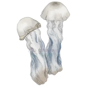 Yeti-2.webp YETI SPORE SYRINGE