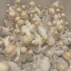 bluey-vuitton Bluey Vuitton Spore Syringe – Premium Psilocybe Cubensis Spores for Microscopy