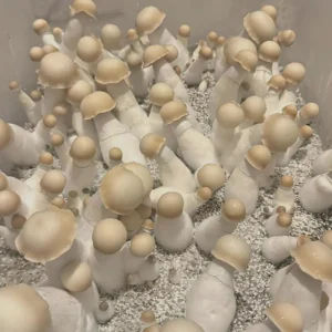 bluey-vuitton Bluey Vuitton Spore Syringe – Premium Psilocybe Cubensis Spores for Microscopy