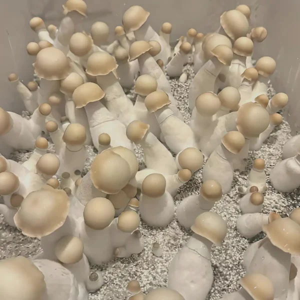 bluey-vuitton Bluey Vuitton Spore Syringe – Premium Psilocybe Cubensis Spores for Microscopy