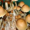 cambodian gold Cambodian Spore Syringe – Premium Psilocybe Cubensis Spores for Microscopy