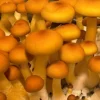 Golden Halo Spore Syringe – Premium Psilocybe Cubensis Spores for Microscopy