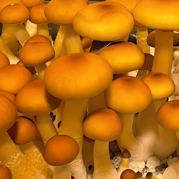Golden Halo Spore Syringe – Premium Psilocybe Cubensis Spores for Microscopy