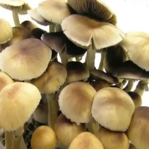 Golden Teacher Spore Syringe UK | Psilocybe Cubensis for Microscopy