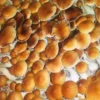jedi mind fuck Jedi Mind Fuk Spore Syringe – Premium Psilocybe Cubensis Spores for Microscopy