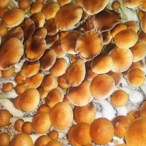 jedi mind fuck Jedi Mind Fuk Spore Syringe – Premium Psilocybe Cubensis Spores for Microscopy
