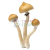 mazatapec-mushroom-spore-syringe-microscopy.webp Mazatapec Spore Syringe – Premium Psilocybe Cubensis Spores for Microscopy